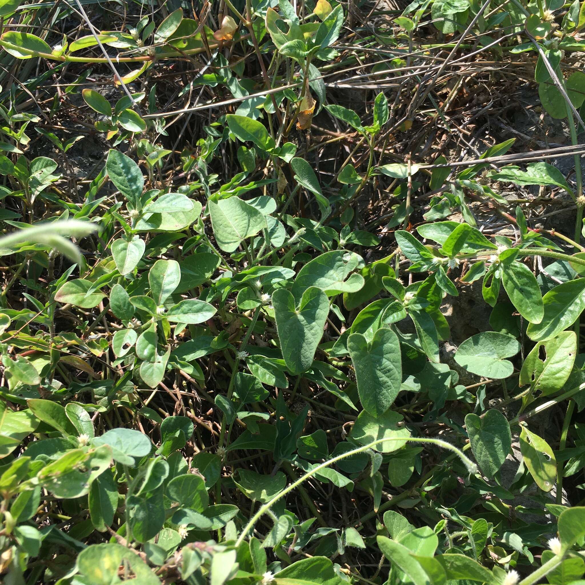 Image of Ipomoea biflora (L.) Pers.