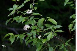 Image of redosier dogwood