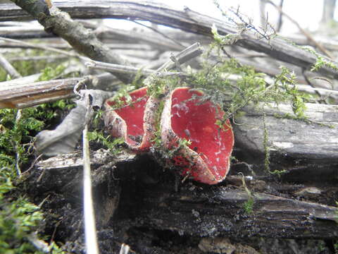 Image of Ruby elfcup