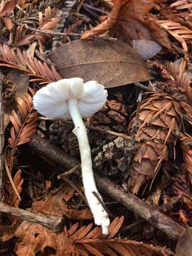 Image of Lepiota rubrotinctoides Murrill 1912