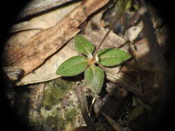 Image of Mitrasacme pygmaea R. Br.