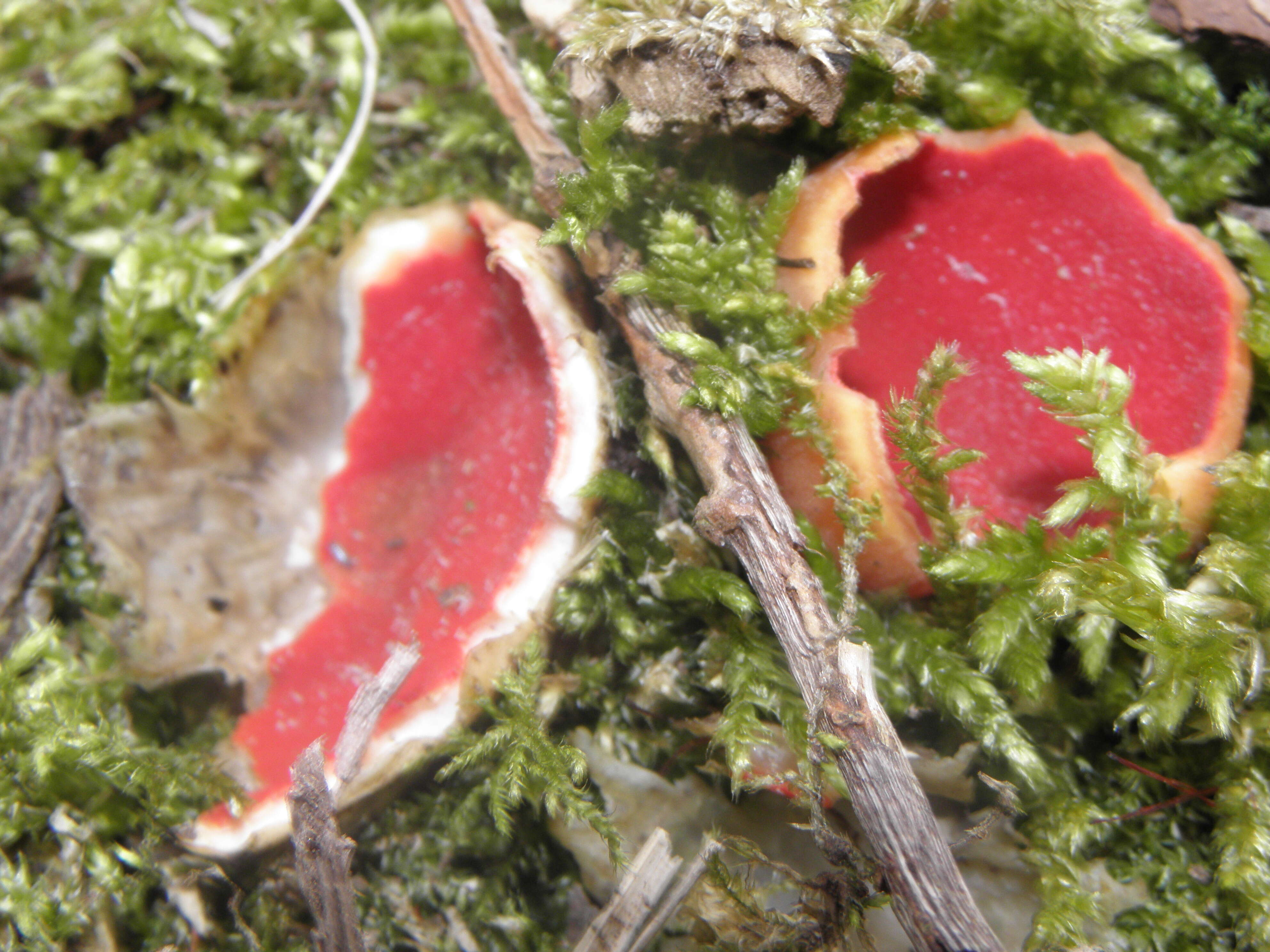 Image of Ruby elfcup