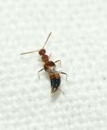 Image of Rove beetle