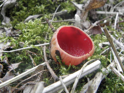 Sarcoscypha coccinea (Gray) Boud. 1885的圖片