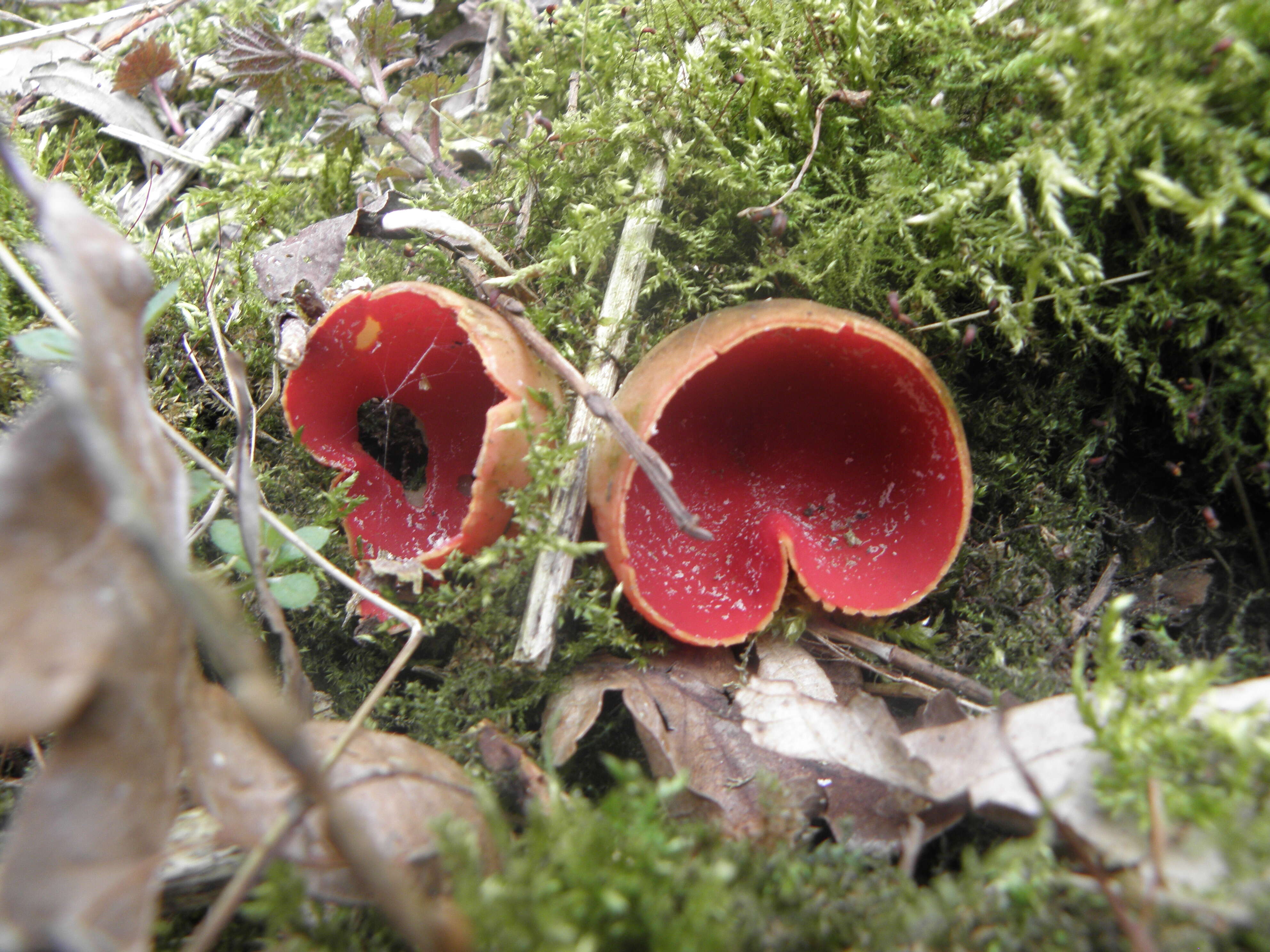 Sarcoscypha coccinea (Gray) Boud. 1885的圖片