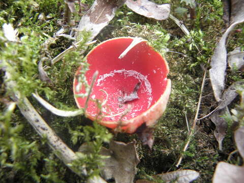 Sarcoscypha coccinea (Gray) Boud. 1885的圖片