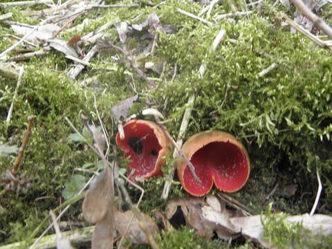 Image of Ruby elfcup