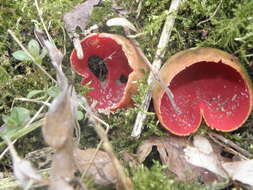 Image of Ruby elfcup
