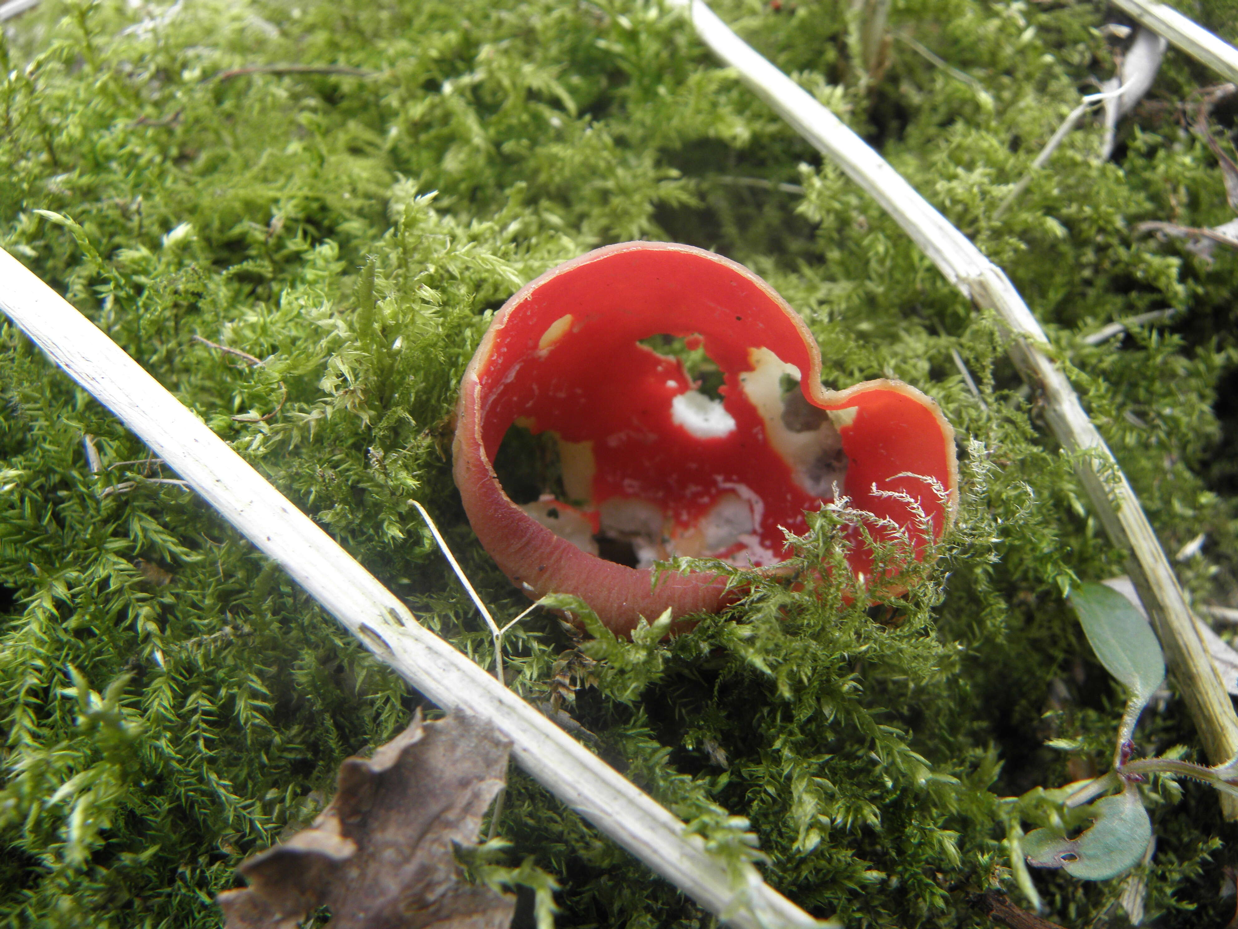 Image of Ruby elfcup