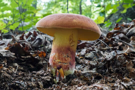 Imagem de Boletus speciosus Frost 1874