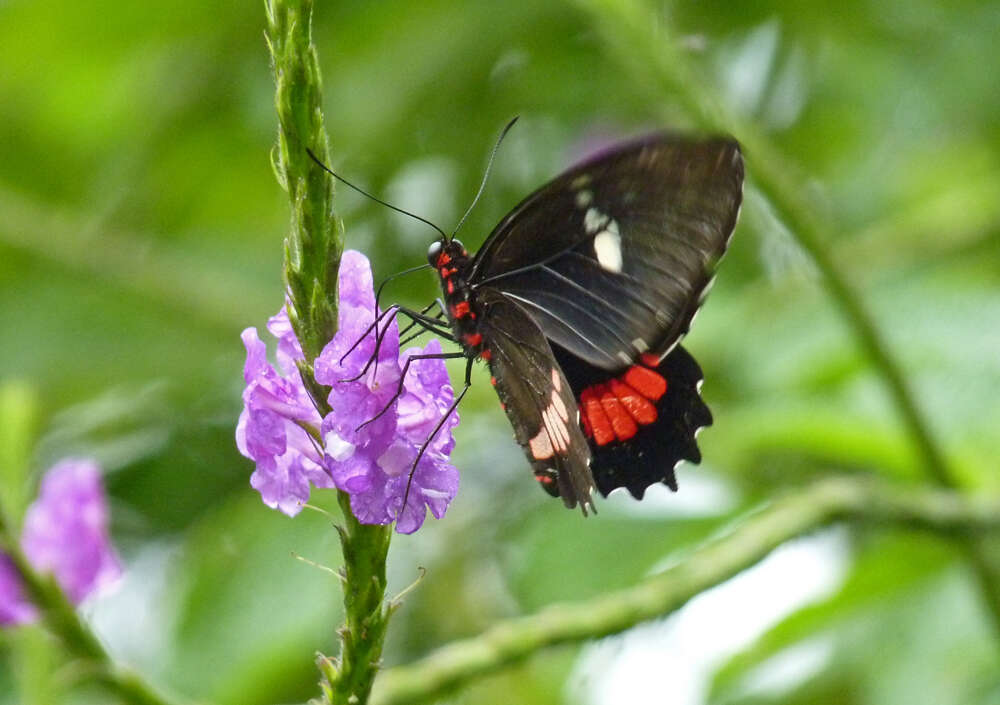 صورة Parides panares (Gray (1853))