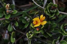 Слика од Pultenaea myrtoides Benth.