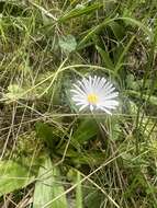 Image of Brachyscome decipiens Hook. fil.