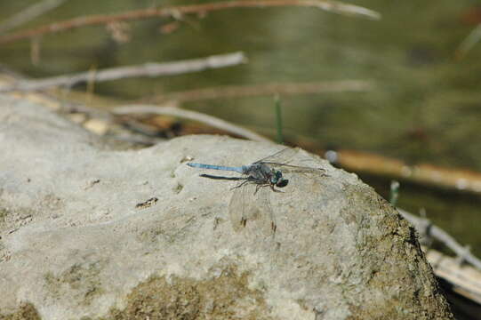 Image of Epaulet Skimmer