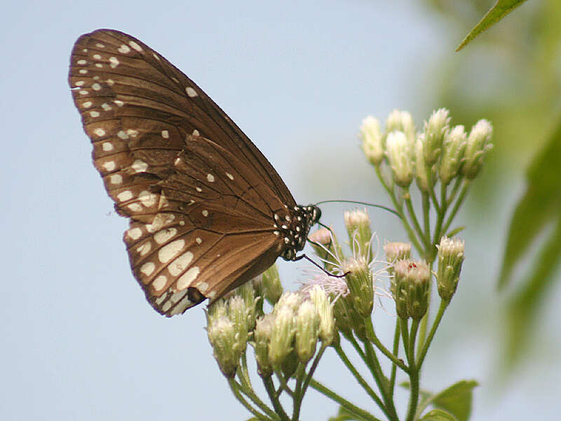 Image of Euploea core Cramer 1780