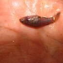 Image of Banded Pygmy Sunfish