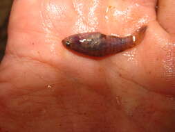 Image of Banded Pygmy Sunfish