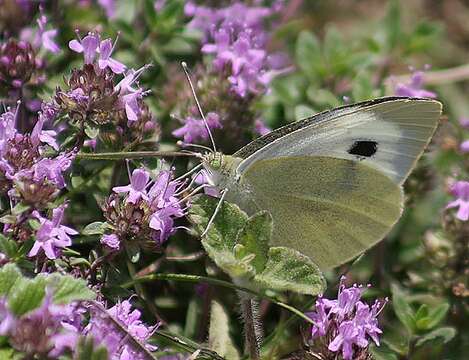 Image of cabbage butterfly