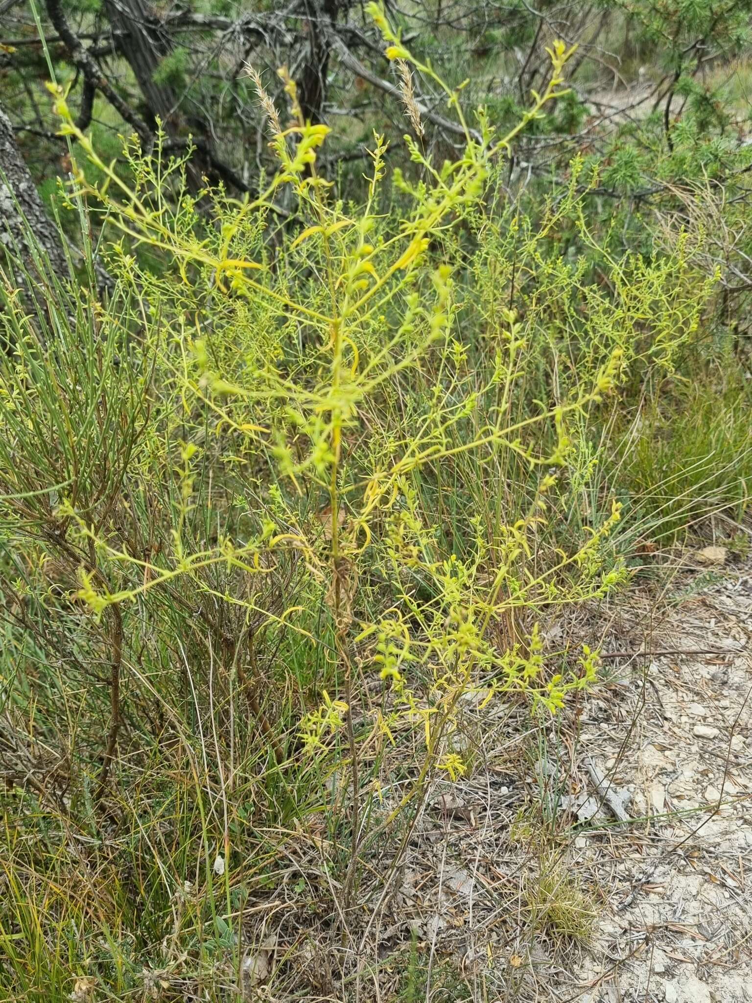 Image of Odontites viscosus (L.) Clairv.