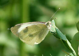 Image of cabbage butterfly