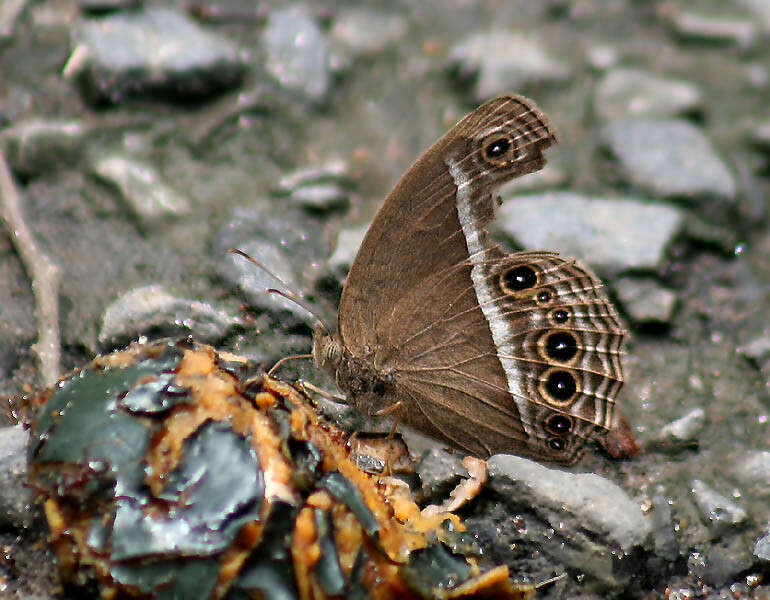 Imagem de Mycalesis mineus Linnaeus 1858