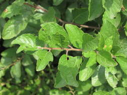 Image of Prunus spinosa subsp. dasyphylla (Schur) Domin