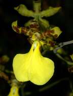 Image of dancinglady orchid