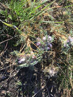 Imagem de Astragalus siculus Rafin.