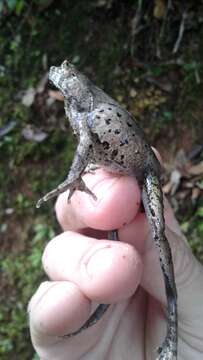 Image de Megophrys aceras Boulenger 1903