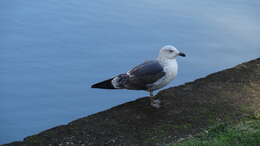 Image of Lesser Black-backed Gull