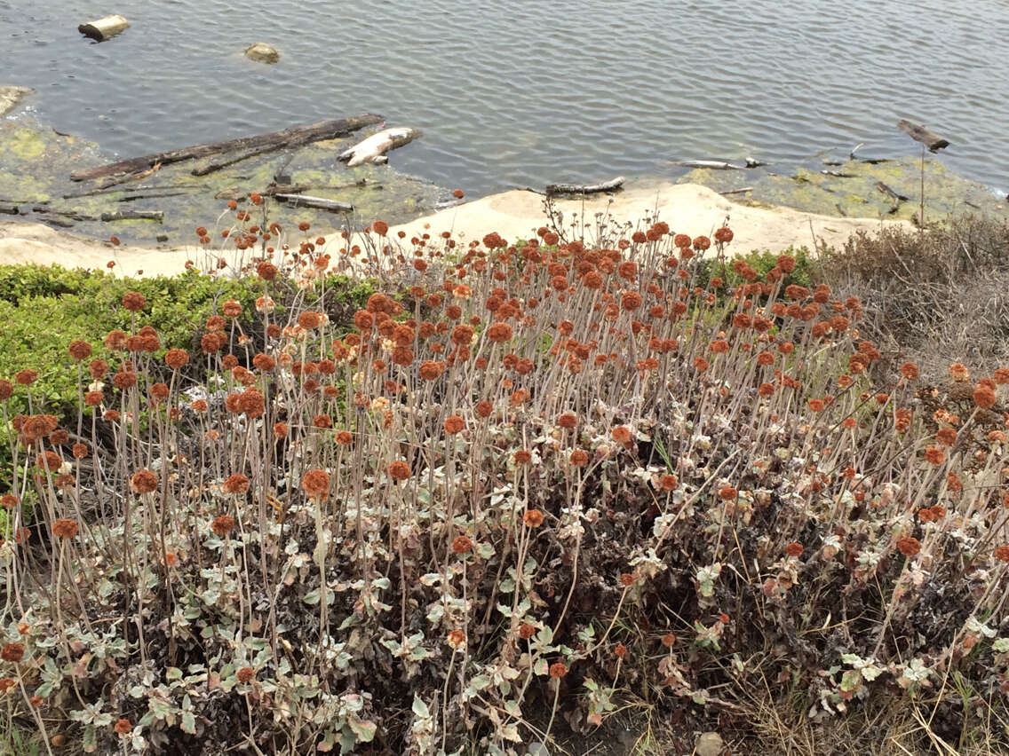 Image of seaside buckwheat