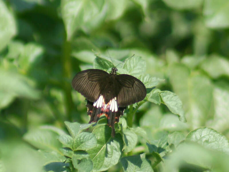 Image of Papilio polytes Linnaeus 1758