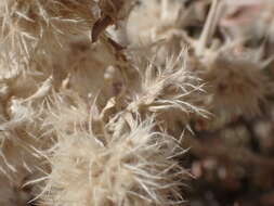 Image of Wool bush