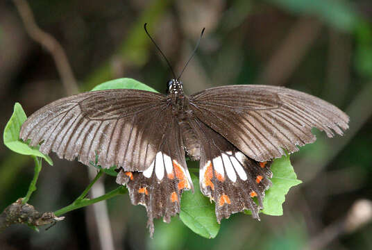 Image of Papilio polytes Linnaeus 1758