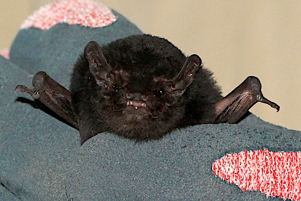 Image of Pied bats; Wattled bats.