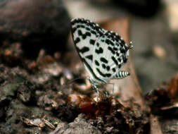 Image of Common Pierrot