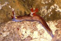 Image of Nembrotha aurea Pola, Cervera & Gosliner 2008