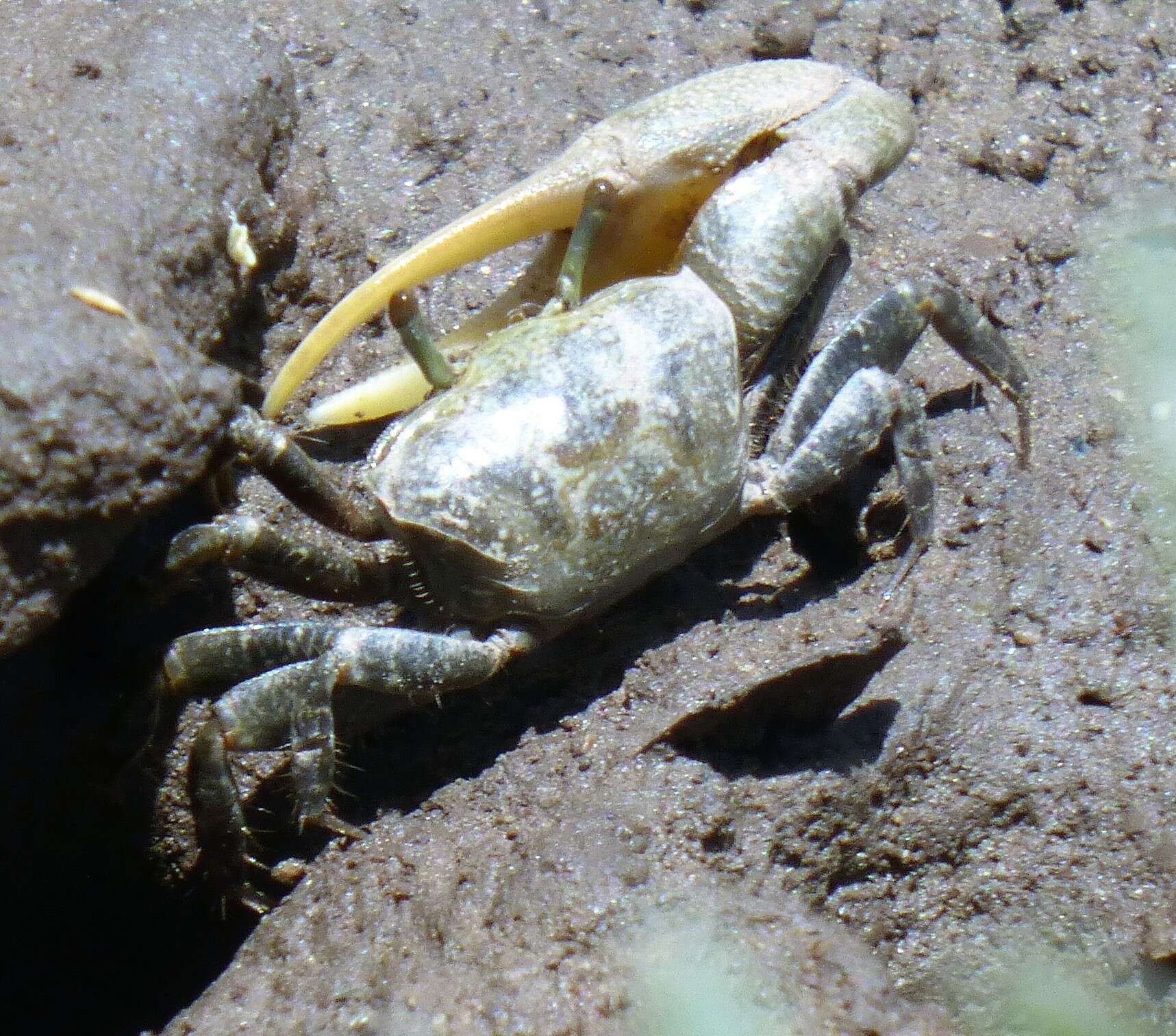 Image of Mexican Fiddler Crab