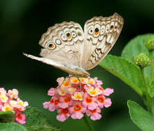 Plancia ëd Junonia atlites Linnaeus 1763