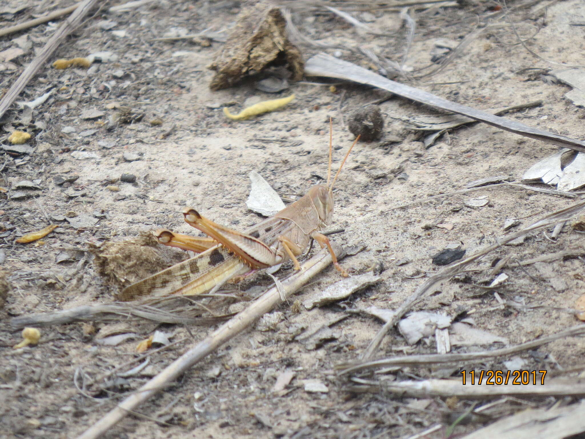 Austracris basalis (Walker & F. 1870) resmi