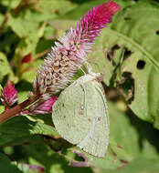 Image of Catopsilia pyranthe (Linnaeus 1758)