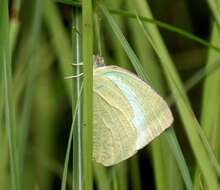 Image of Catopsilia pyranthe (Linnaeus 1758)