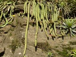 Image of Cleistocactus samaipatanus (Cárdenas) D. R. Hunt