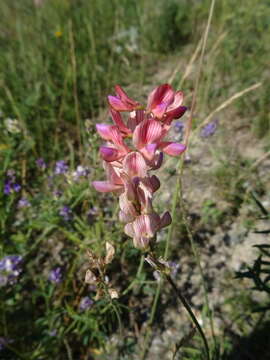 Image of Onobrychis saxatilis (L.) Lam.