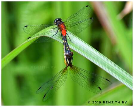 Image de Epithemis Laidlaw 1955