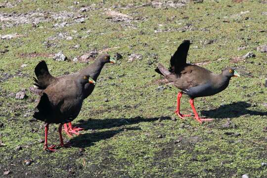 Image of Black-tailed Native-hen