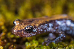 Image of Coeur d'Alene Salamander