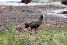 Image of Black-tailed Native-hen