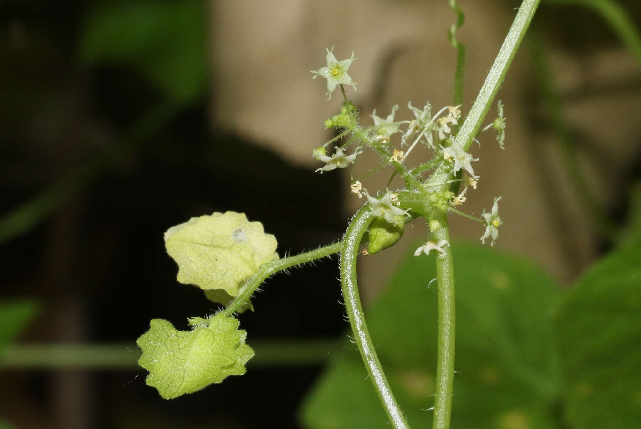 Image of sicyosperma