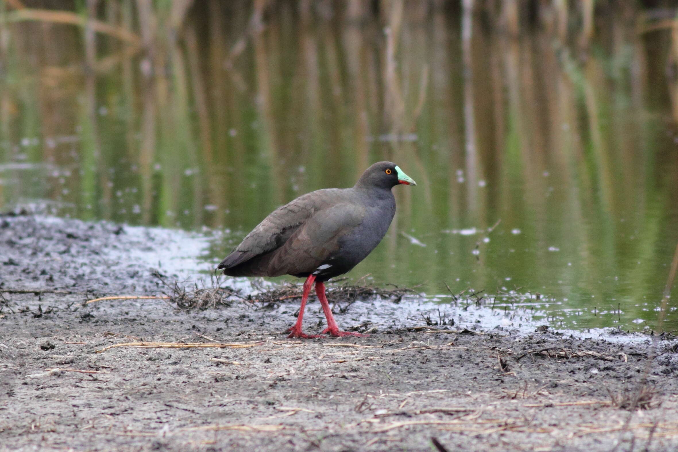 Image of Black-tailed Native-hen